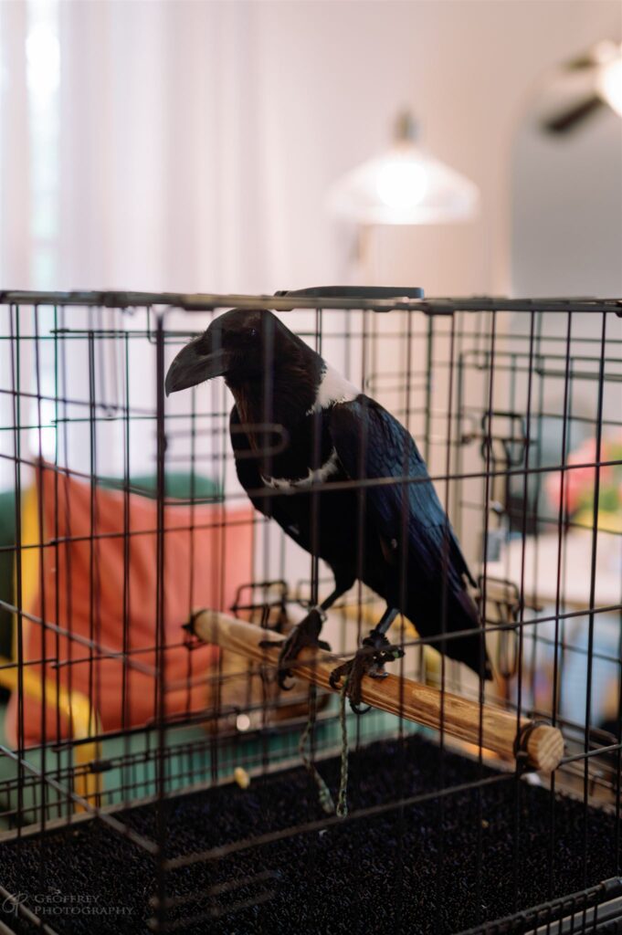 Raven perched inside a cage indoors