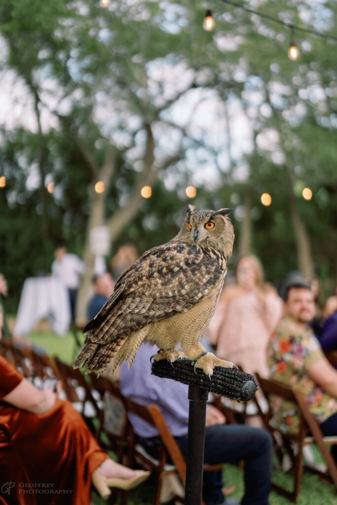 Owl perched on stand during outdoor wedding ceremony