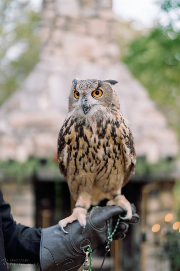 Close-up of owl perched on gloved hand